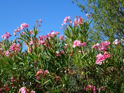 Lauriers, Sauve-Clare, commune de Flayosc, Var 