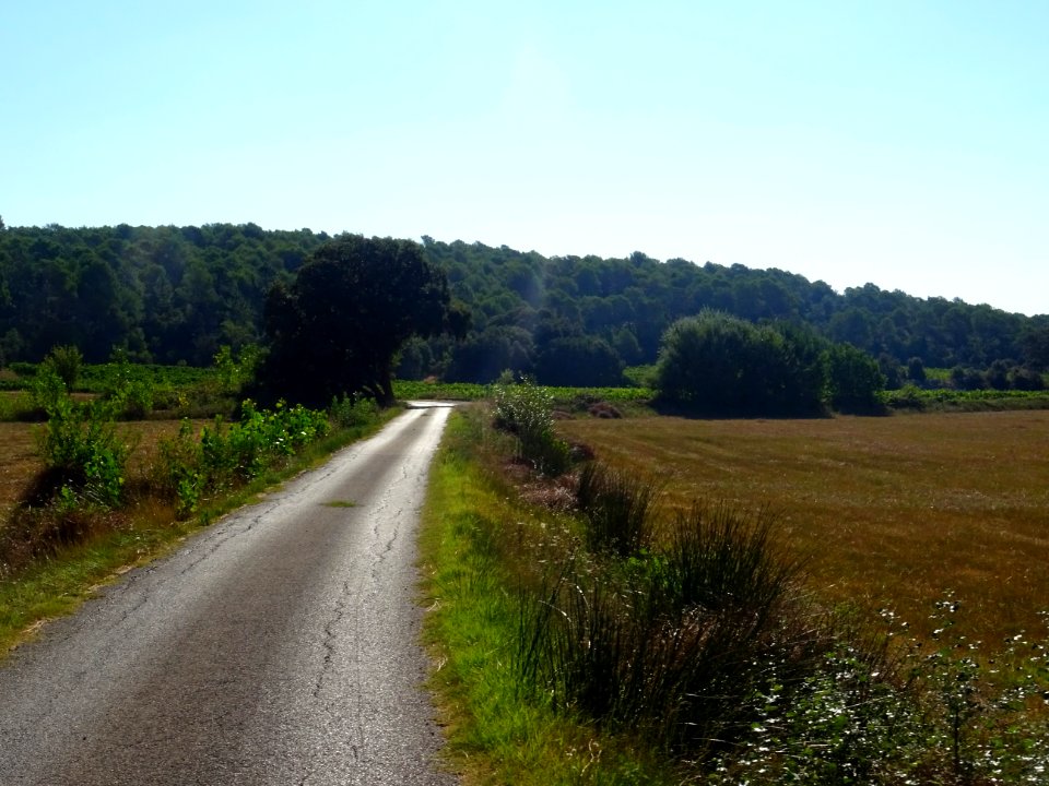 Sur le chemin de Salgues 