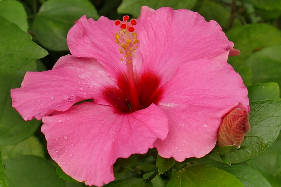 Plant blossom bloom