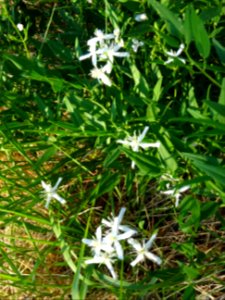 Clématite brûlante, Clematis flammula, Renonculacées 