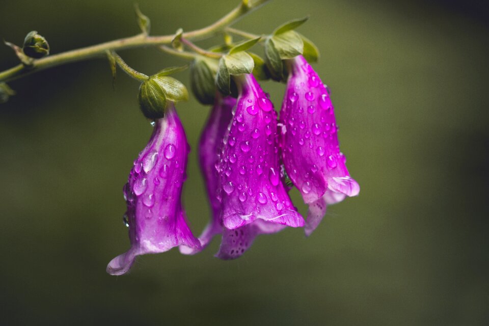 Close up flowers poisonous plant