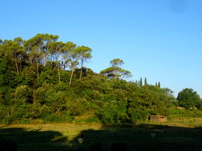Pins et cyprès entre Carcès et Entrecasteaux, Var 