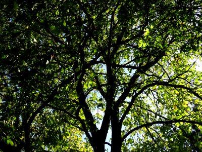 Parc du Château des Tourelles, Le Plessis-Trévise, Val-de-… 
