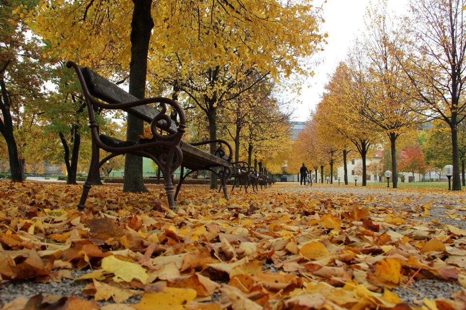 Country nature bench
