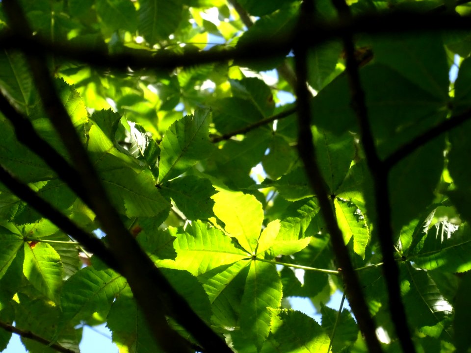 Marronnier rouge, Parc du Château des Tourelles, Le Plessi… 