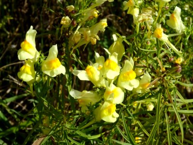 Linaire commune, Linaria vulgaris, Plantaginacées 