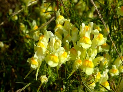 Linaire commune, Linaria vulgaris, Plantaginacées 
