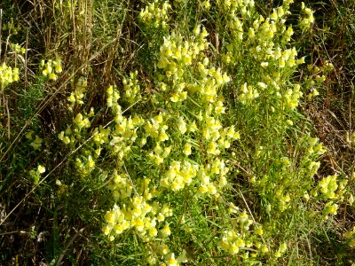 Linaire commune, Linaria vulgaris, Plantaginacées 