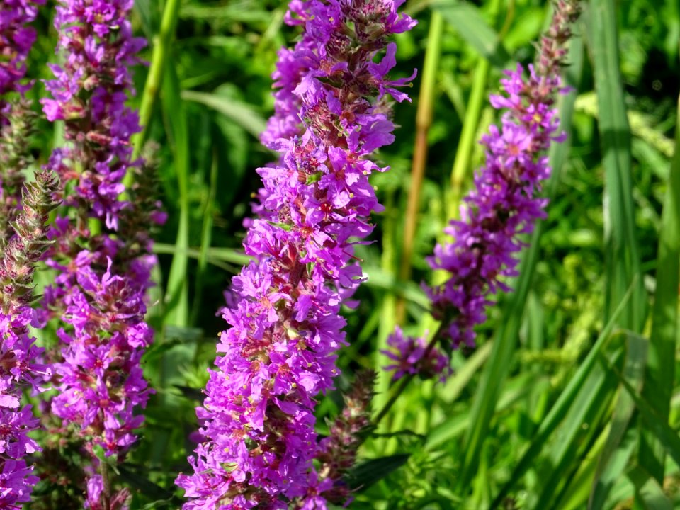 Lysimaque rouge ou Herbe aux coliques, Lythrum salicaria, … 