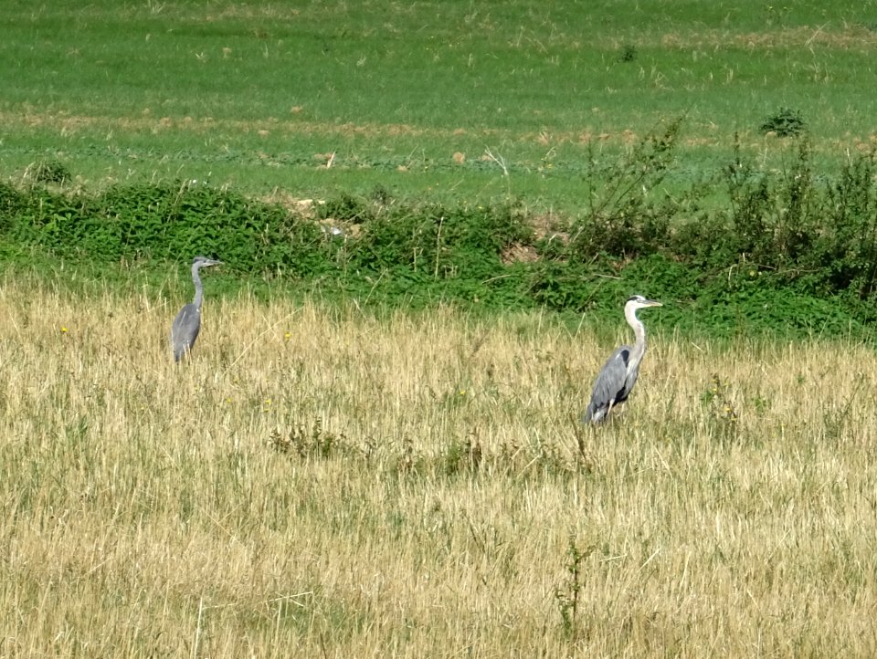 Deux hérons, dans un pré entre Vauhallan et Limon, Essonne… 
