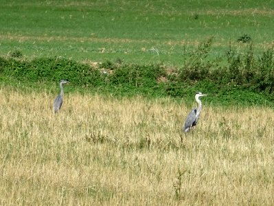 Deux hérons, dans un pré entre Vauhallan et Limon, Essonne… 