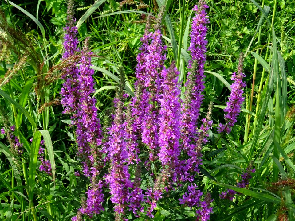 Lysimaque rouge ou Herbe aux coliques, Lythrum salicaria, … 