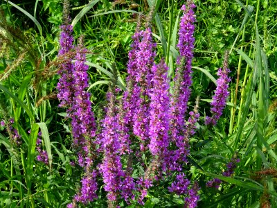 Lysimaque rouge ou Herbe aux coliques, Lythrum salicaria, … 