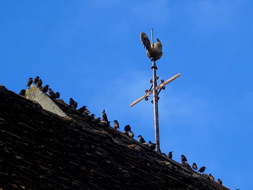 Le coq au sommet de l'Eglise Saint-Rigomer et Sainte-Ténes… 