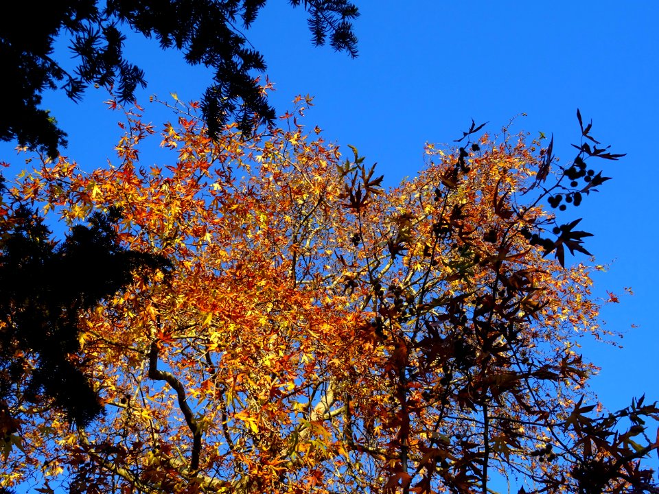 Platane d'orient lacinié, Platanus orientalis 'Digitata', … 