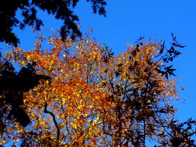 Platane d'orient lacinié, Platanus orientalis 'Digitata', … 