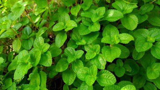 Natural green botanical