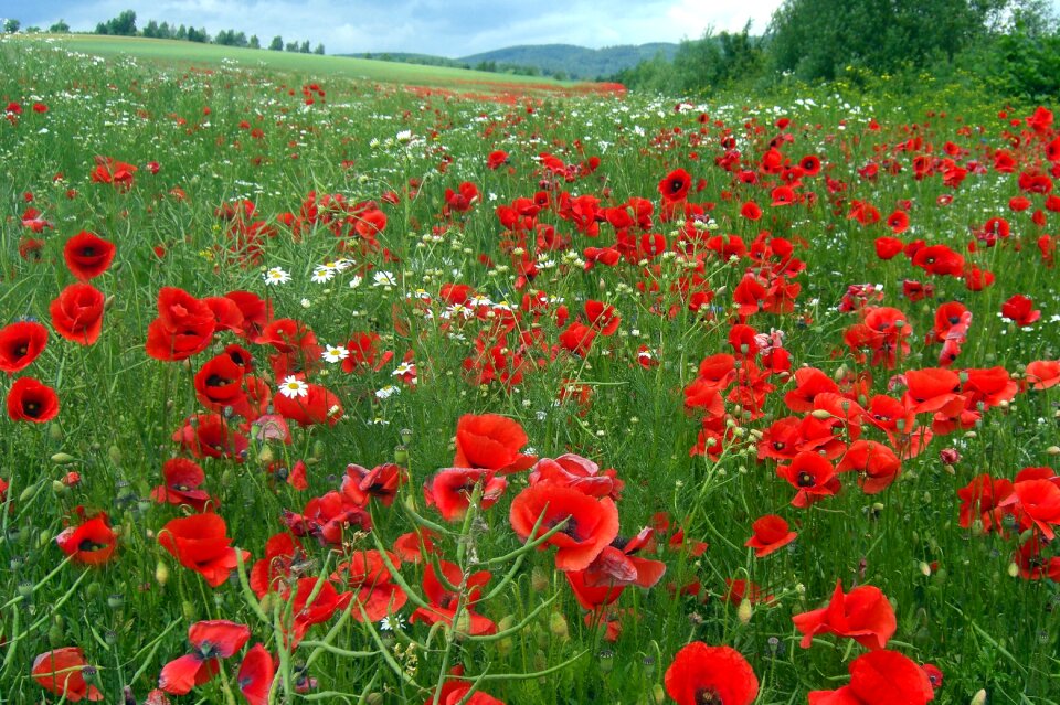 Summer field flower pointed flower