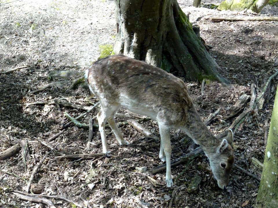 DSC00184 