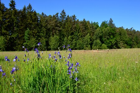 Meadow protected rare