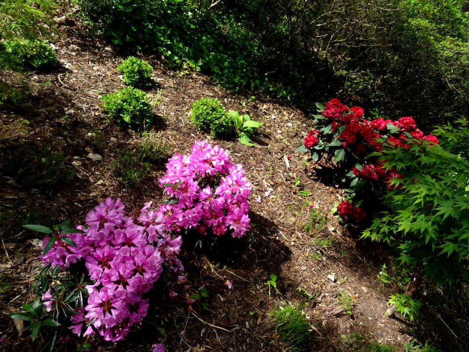 Laurier-rose des Alpes ou Rhododendron ferrugineux, Rhodod… 