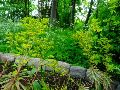 Euphorbe characias ou Euphorbe des garrigues, Euphorbia ch… 