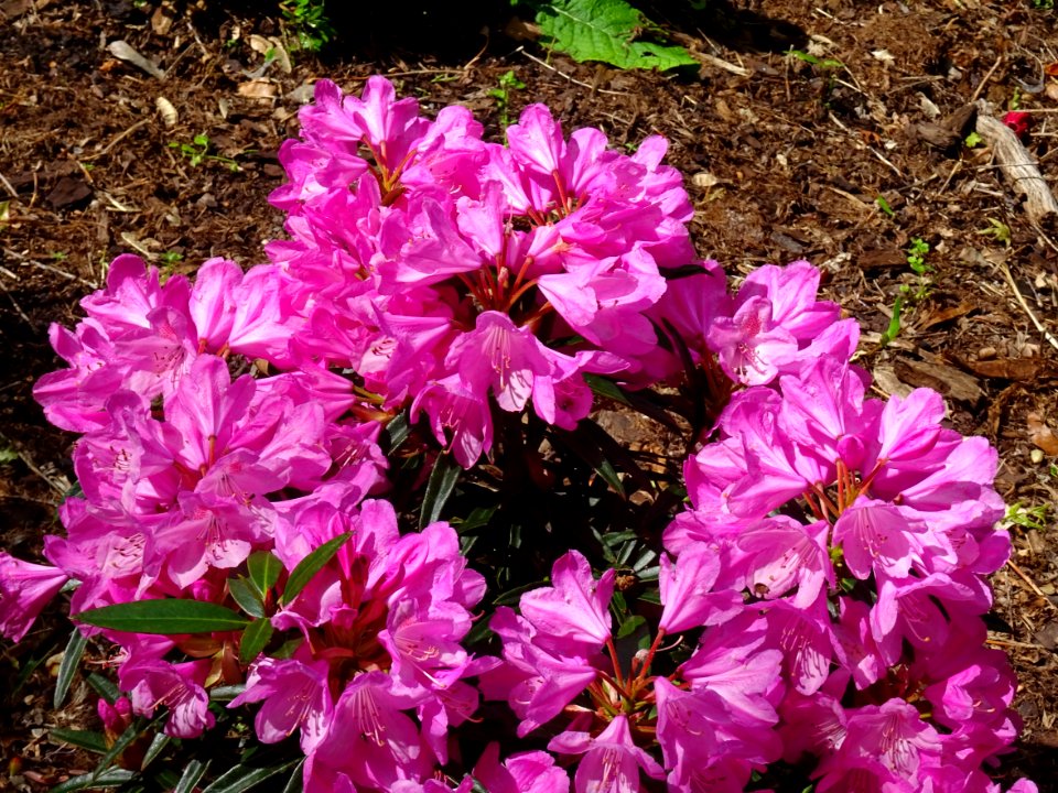 Laurier-rose des Alpes ou Rhododendron ferrugineux, Rhodod… 