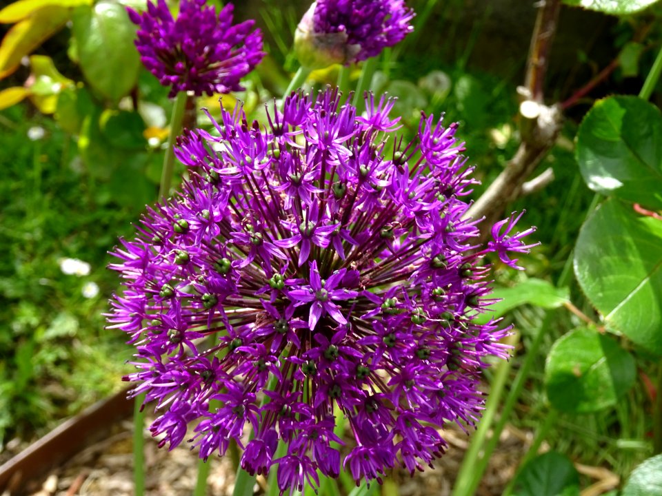 Ail géant de l'Himalaya, Allium giganteum, Amaryllidacées 