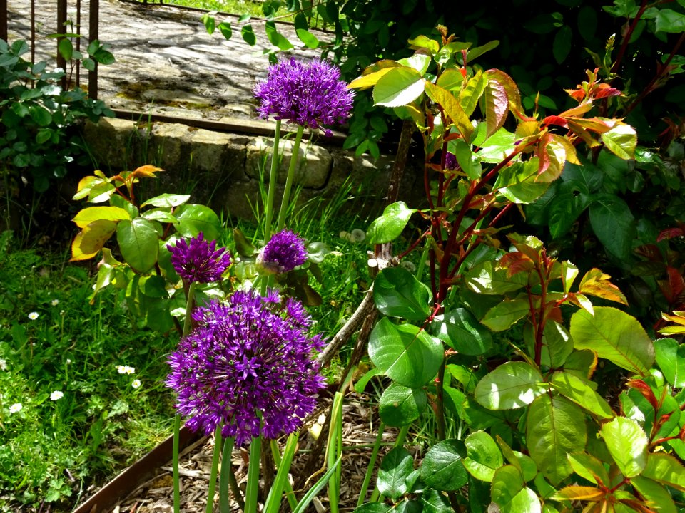 Ail géant de l'Himalaya, Allium giganteum, Amaryllidacées 