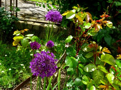 Ail géant de l'Himalaya, Allium giganteum, Amaryllidacées 