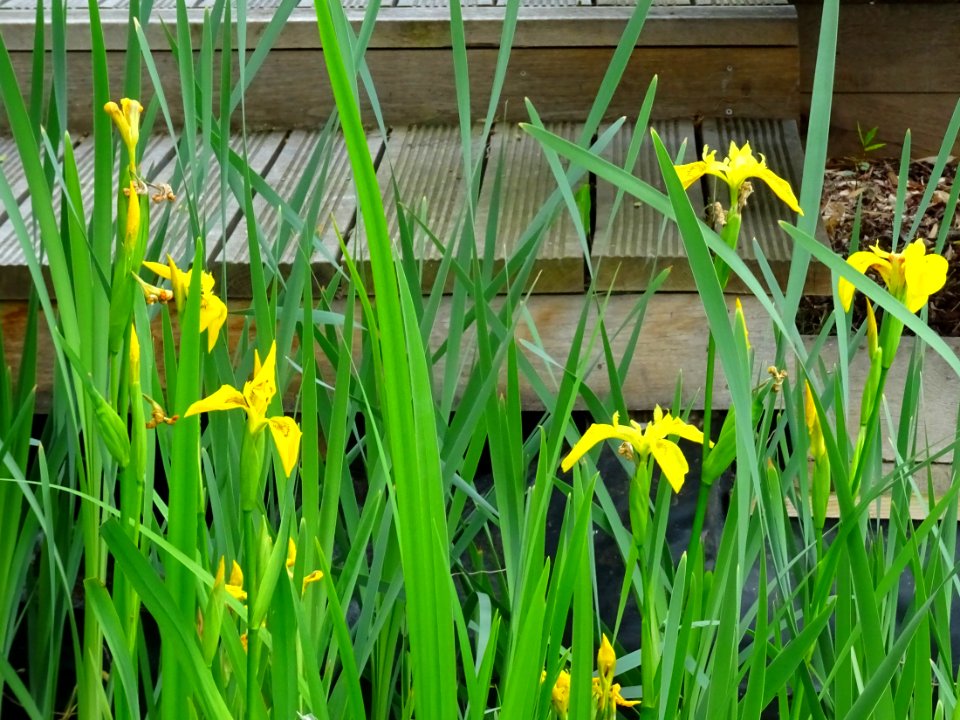 Iris des marais ou Fleur-de-lis, Iris pseudacorus, Iridacé… 