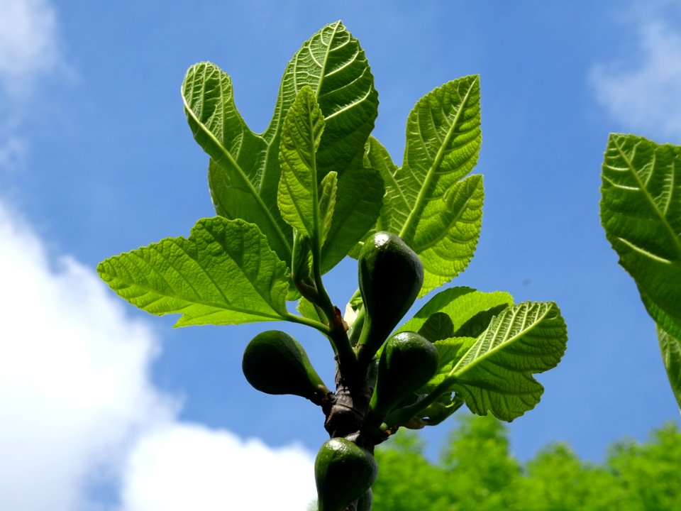 Figuier commun, Ficus carica, Moracées 