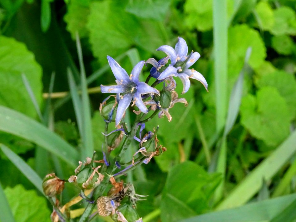 Jacinthe des bois, Hyacinthoides non-scripta, Asparagacées… 