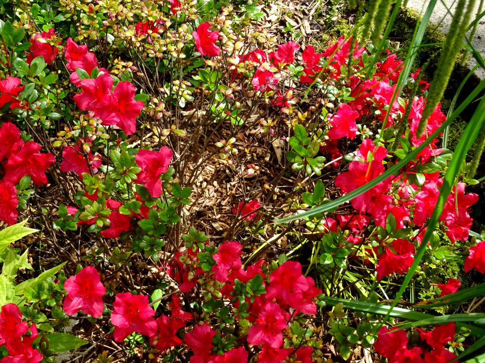 Rhododendron simsii, Ericacées 