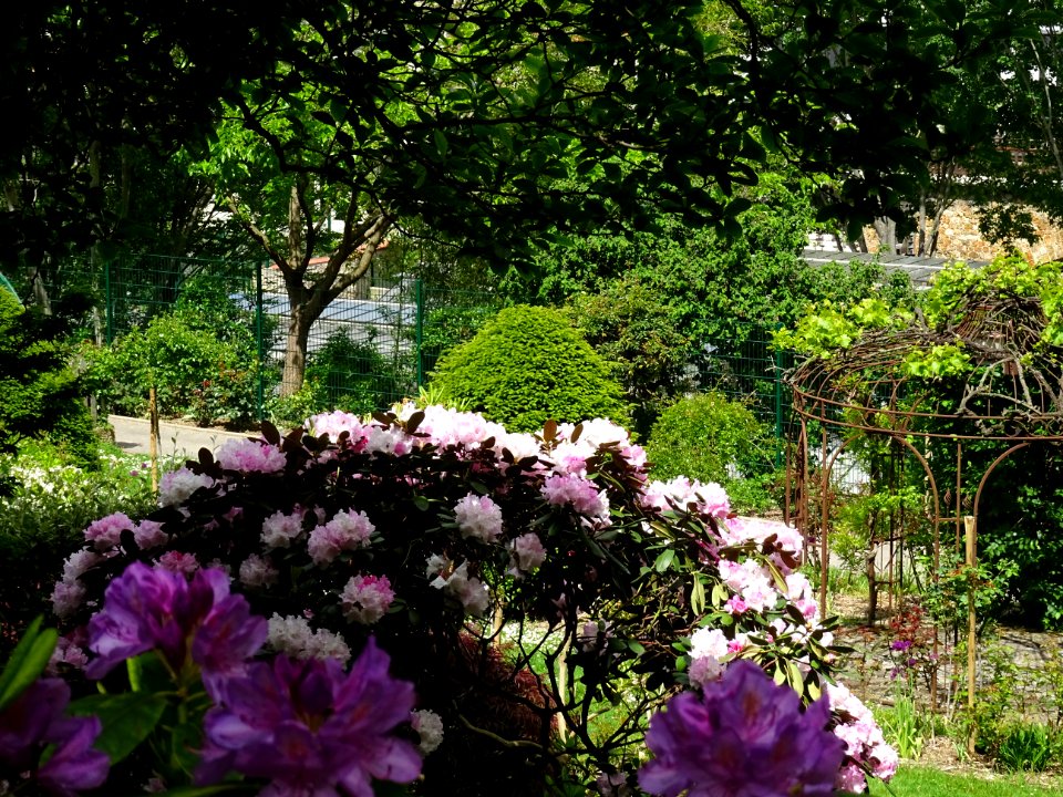 Rhododendron des parcs, Rhododendron ponticum, Ericacées 
