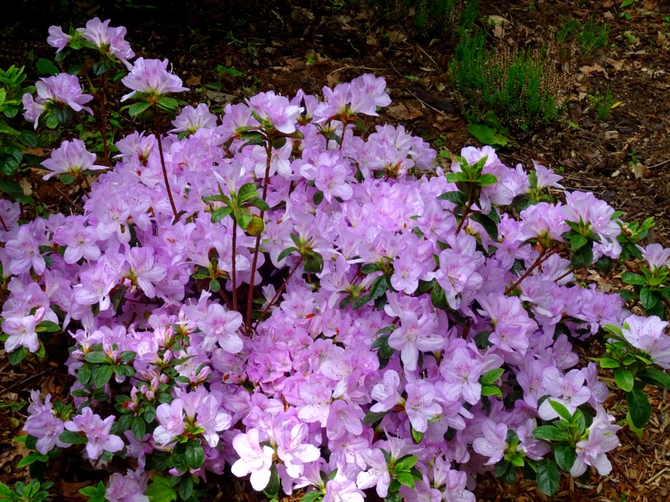 Rhododendron catawbiense, Ericacées 