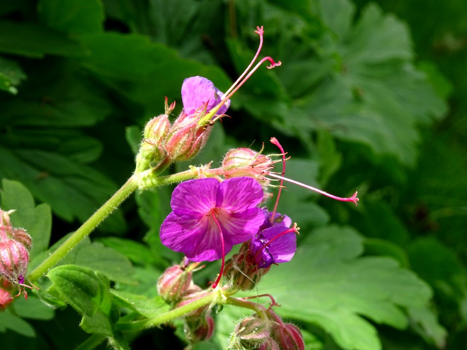 Géranium à rhizome, Geranium macrorrhizum, Géraniacées 