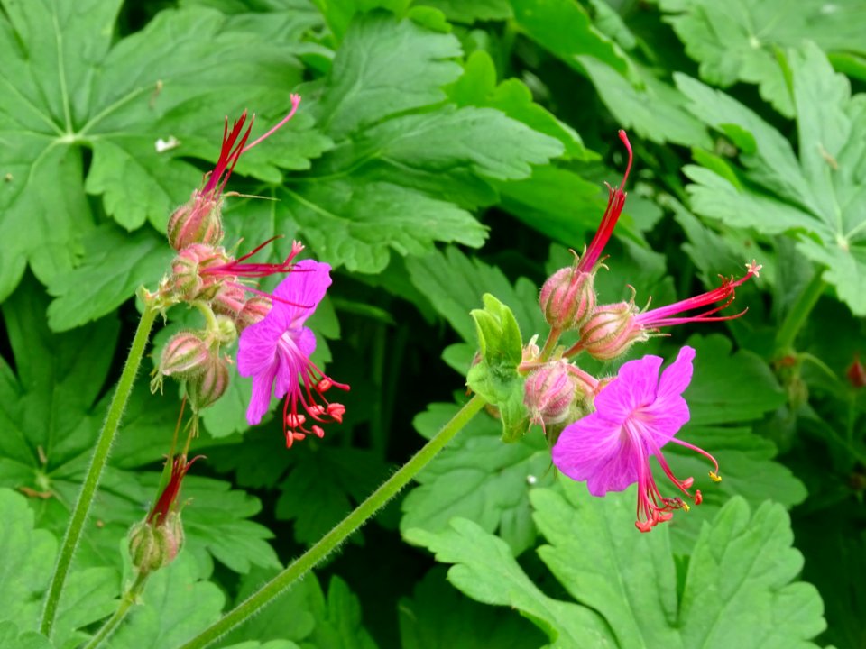 Géranium à rhizome, Geranium macrorrhizum, Géraniacées 