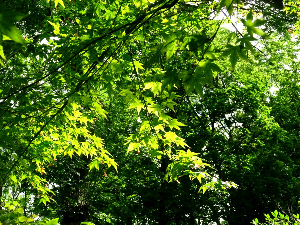 Erable du Japon, Acer palmatum, Sapindacées 