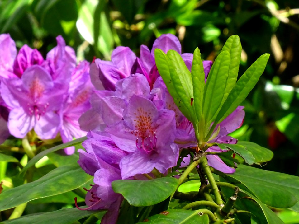 Rhododendron des parcs, Rhododendron ponticum, Ericacées 