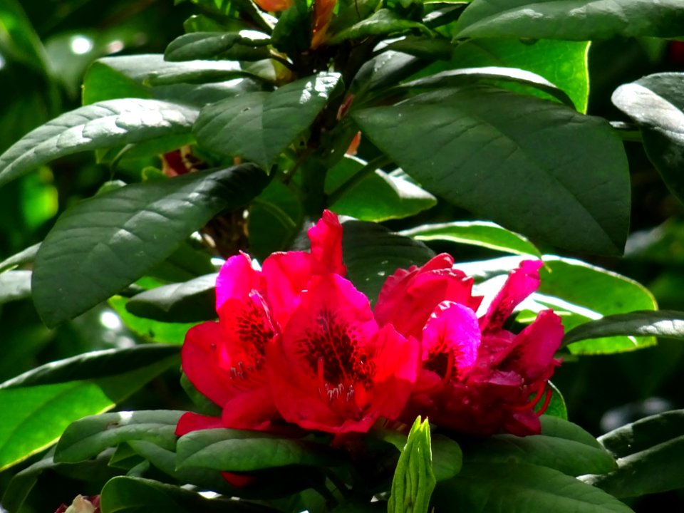 Laurier-rose des Alpes ou Rhododendron ferrugineux, Rhodod… 