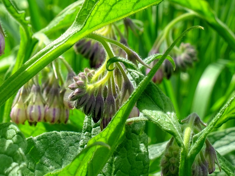 Grande consoude, Symphytum officinale, Boraginacées 
