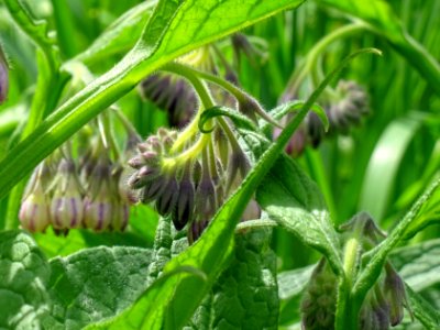 Grande consoude, Symphytum officinale, Boraginacées 