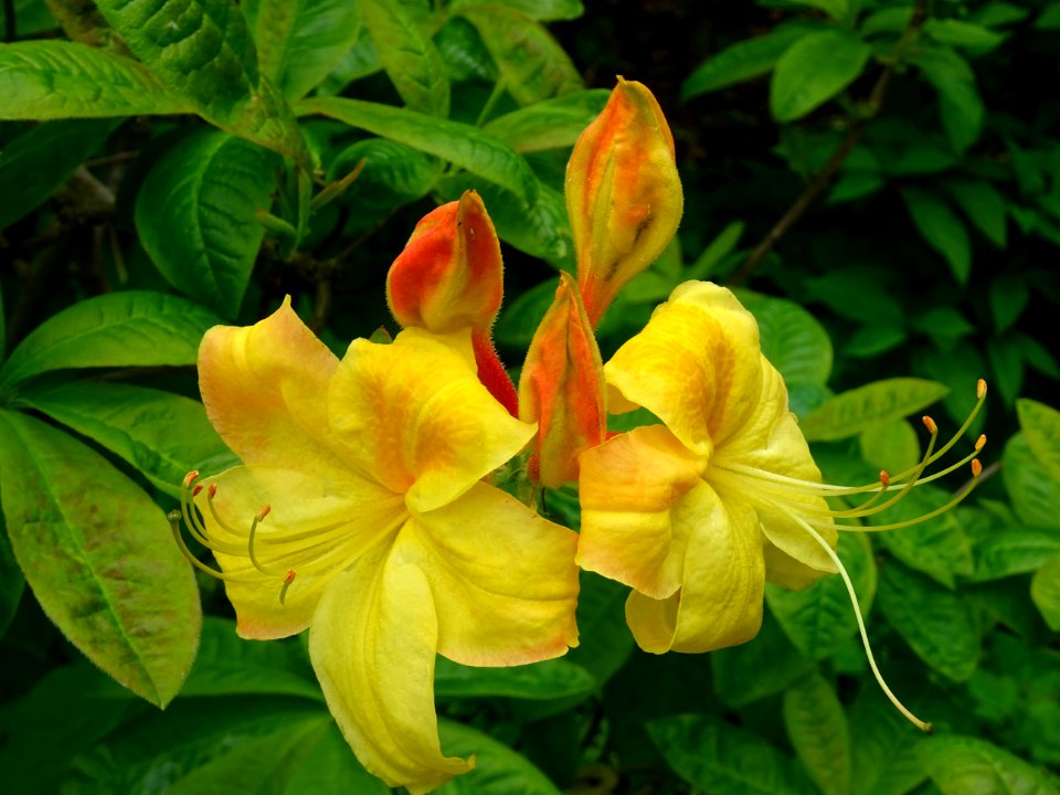Rhododendron jaune, Rhododendron luteum, Ericacées 