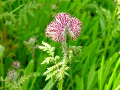 Phacélie, Phacelia tanacetifolia, Boraginacées 