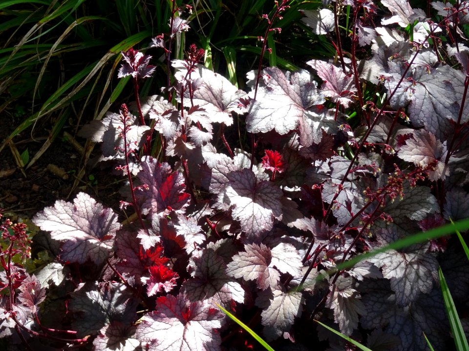Heuchera sanguin, Heuchera sanguinea, Saxifragacées 