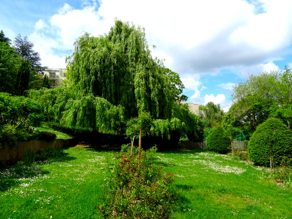 Saule de Babylone ou Saule pleureur, Salix babylonica, Sal… 