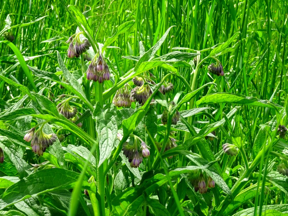 Grande consoude, Symphytum officinale, Boraginacées 