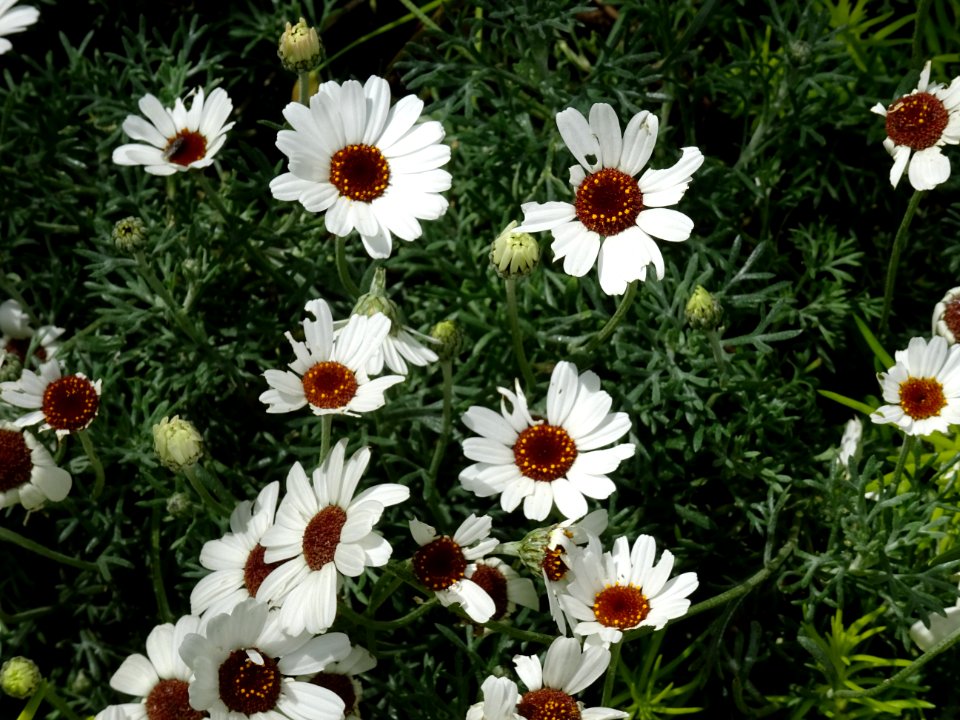 Rhodanthemum hosmariense, Composées 