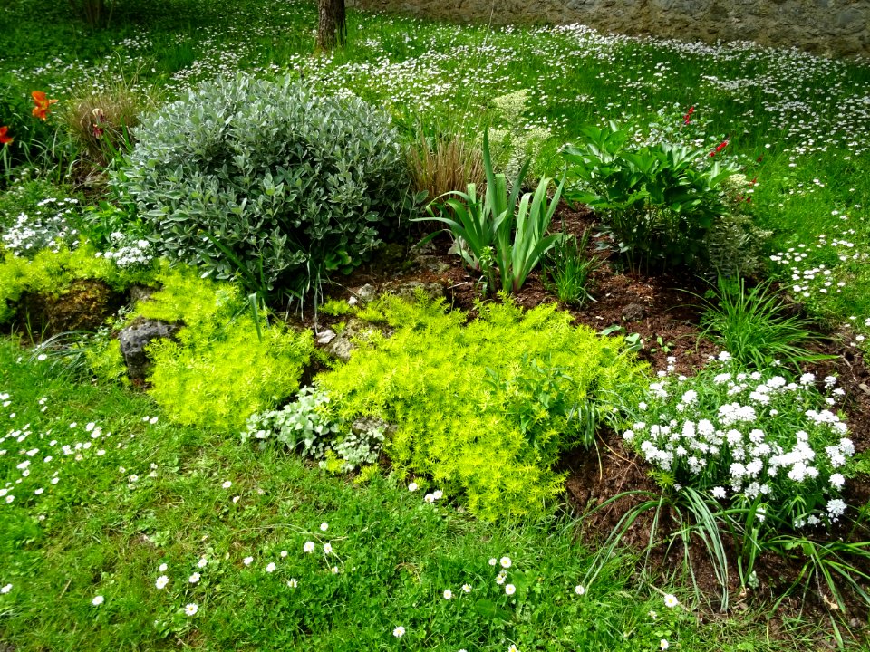 Orpin du Mexique, Sedum mexicanum, Crassulacées et Corbeil… 